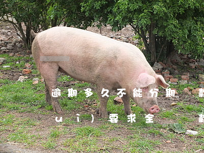 逾期多久不能分期還款(分期逾期多久會(huì)要求全額還款)