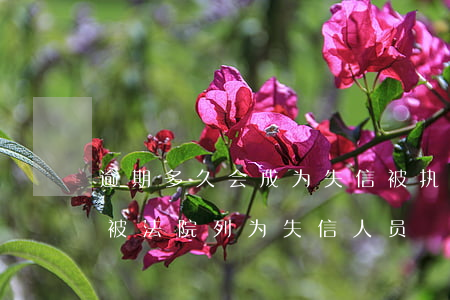 逾期多久会成为失信被执行人-逾期多久会被法院列为失信人员