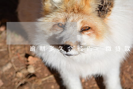 逾期多久会被告-微贷款逾期多久会被告