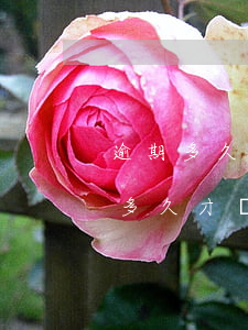 逾期多久凍結(jié)信用卡（信用卡逾期多久才鎖卡）