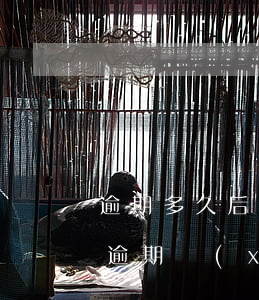 逾期多久后可以協(xié)商還款(信用卡逾期協(xié)商還款后,多久能清賬)