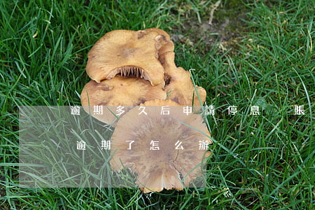 逾期多久后申請停息掛賬(申請停息掛帳還是逾期了怎么辦?)