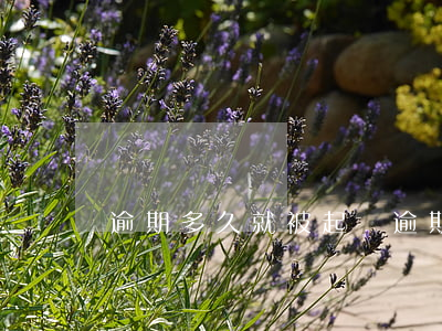 逾期多久就被起訴（逾期多久就被起訴）