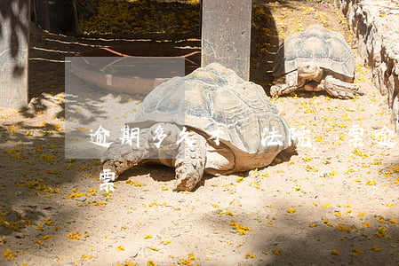逾期多久才會法院傳票(逾期多久才會法院傳票)