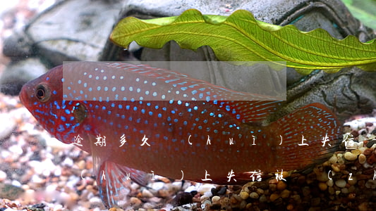 逾期多久會(huì)上失信-逾期多久會(huì)上失信被執(zhí)行人名單