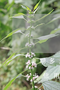 逾期多久會(huì)凍結(jié)信用卡（信用卡逾期了被凍結(jié)多久可以解）