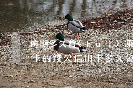 逾期多久會(huì)凍結(jié)信用卡的錢(欠信用卡多久會(huì)被凍結(jié)資產(chǎn))