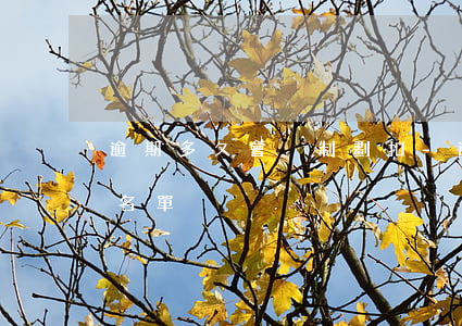 逾期多久會強制劃扣-逾期多久會被拉入黑名單