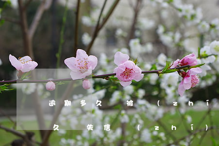 逾期多久會被執(zhí)行失信人（逾期多久變失信執(zhí)行人）