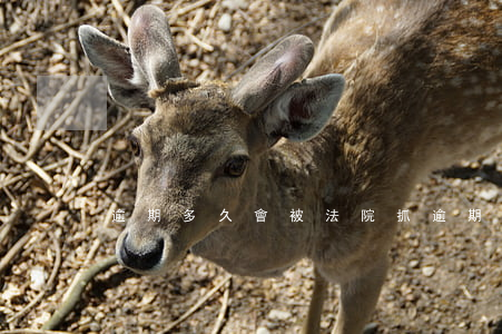 逾期多久會被法院抓 逾期多久會被法院抓