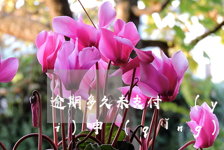逾期多久未支付撫養(yǎng)費(fèi)申請(qǐng)執(zhí)行-