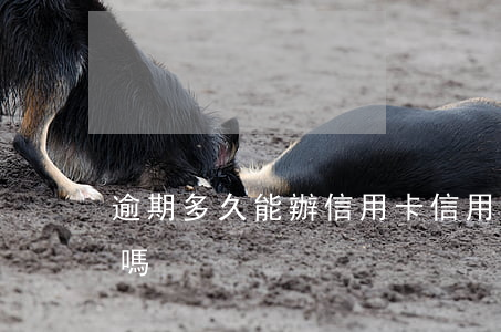 逾期多久能辦信用卡（信用卡逾期可以辦延期嗎）