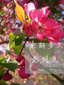 逾期多久還款先扣本金(逾期還款先還本金還是利息)