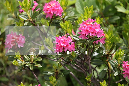 逾期多久開花唄(逾期多久開花唄有影響)