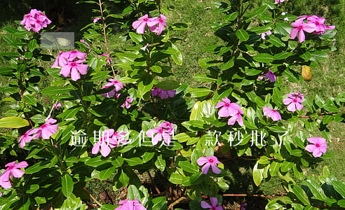 逾期多但是貸款秒批了