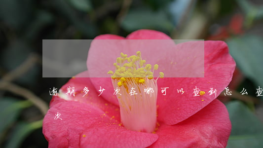 逾期多少次在哪可以查到(怎么查自己逾期几次)