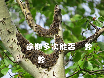 逾期多次能否貸款買車(信用卡多次逾期可以貸款買車嗎)
