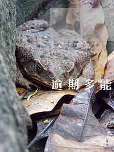 逾期多能辦信用卡嗎（信用卡多卡逾期怎么辦）