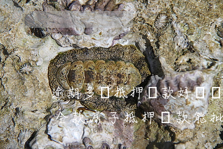 逾期多辦抵押貸款好辦嗎(多次信用卡逾期用全款房子抵押貸款能批嗎)