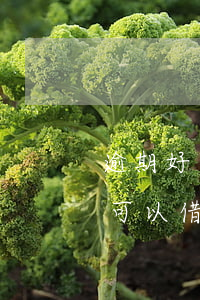 逾期好多家貸款還能借嗎(很多逾期了哪里還可以借款)