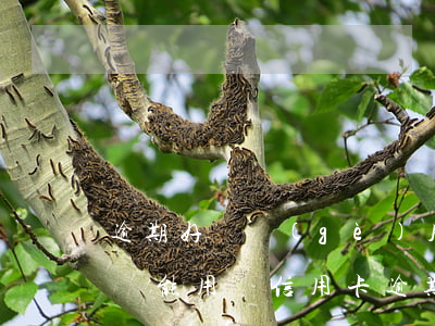 逾期好幾個(gè)月的信用卡全部還款了還能用嗎（信用卡逾期了一個(gè)月還能用嗎）