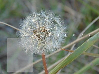 逾期好幾次還能借的網(wǎng)貸