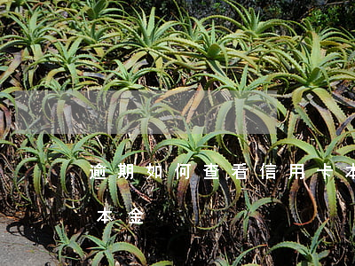 逾期如何查看信用卡本金(信用卡逾期怎么查本金)
