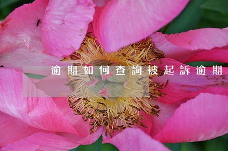 逾期如何查詢被起訴(逾期被起訴了怎么查詢)
