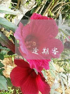 逾期客戶分析（逾期客戶分析）