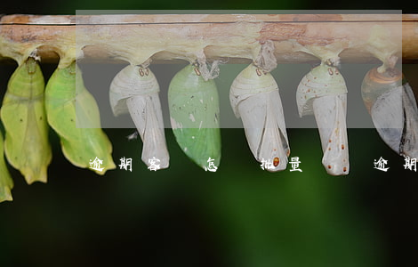 逾期客戶怎樣批量訴訟(逾期客戶怎樣批量訴訟)