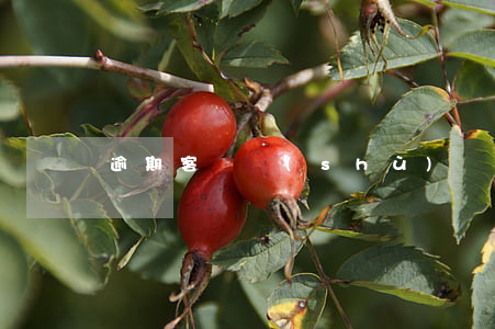 逾期客戶數(shù)據(jù)分析
