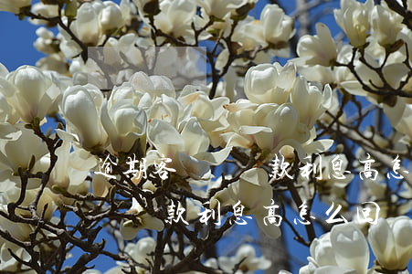 逾期客戶說貸款利息高怎么回復-逾期客戶說貸款利息高怎么回復他