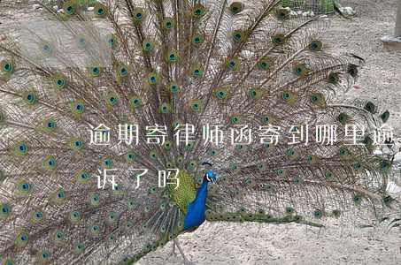 逾期寄律师函寄到哪里(逾期寄律师函就是起诉了吗)