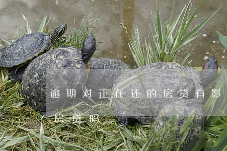 逾期对正在还的房贷有影响吗(逾期还款影响房贷吗)