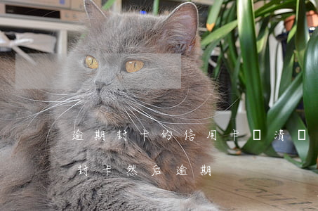 逾期封卡的信用卡還清還可以開卡嗎?（信用卡封卡然后逾期）