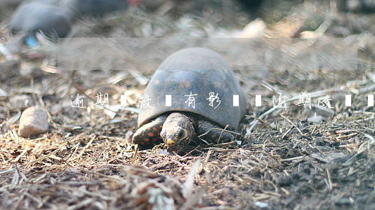 逾期對政審有影響嗎(逾期政審會被刷嗎)