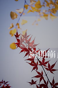 逾期崩盘了