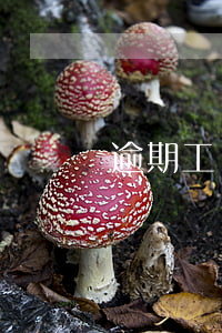 逾期工傷認(rèn)定起訴