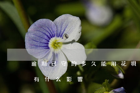 逾期已守約多久能用花唄(借唄逾期后守約會有什么影響)