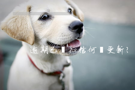 逾期已還，征信何時更新？查詢方法大揭秘！