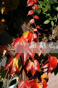 逾期已還款（判決逾期還款）