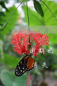 逾期已還款記錄怎么辦(還款后逾期記錄多久消失)