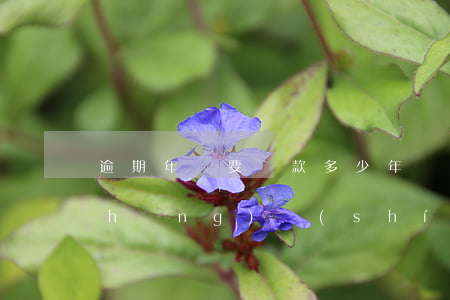 逾期年審要罰款多少(年審可以逾期多長(zhǎng)時(shí)間)