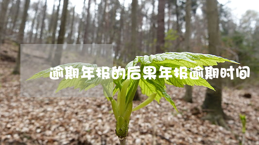 逾期年报的后果（年报逾期时间）