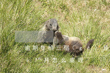 逾期年檢三個(gè)月(逾期年審三個(gè)月怎么處理)