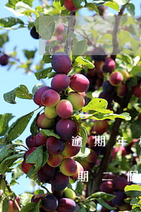 逾期年檢兩個月需要怎么辦理年審-年檢逾期二個月以內(nèi)