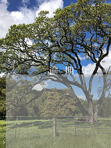 逾期年檢有什么影響嗎(年檢逾期了怎么年檢)
