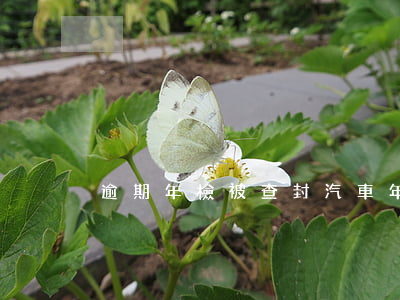 逾期年檢被查封(汽車年檢逾期查封怎么解封)