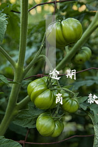 逾期幾個(gè)月后還可以協(xié)商還款嗎(逾期了幾個(gè)月最后協(xié)商還本金)