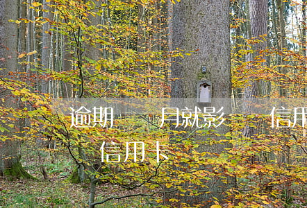 逾期幾個月就影響辦信用卡(逾期幾年后可以辦信用卡)